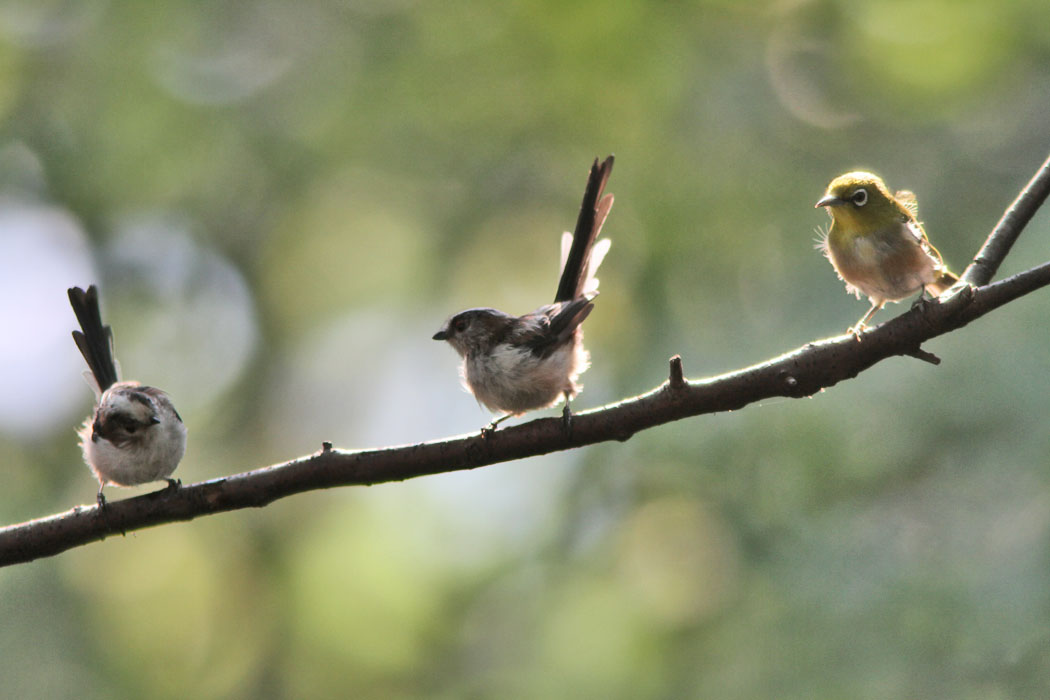 権現山の水場です。ギャラリーは多いけど、鳥は少なめ。常連さんの鳥たちが付き合ってくれたけどね。